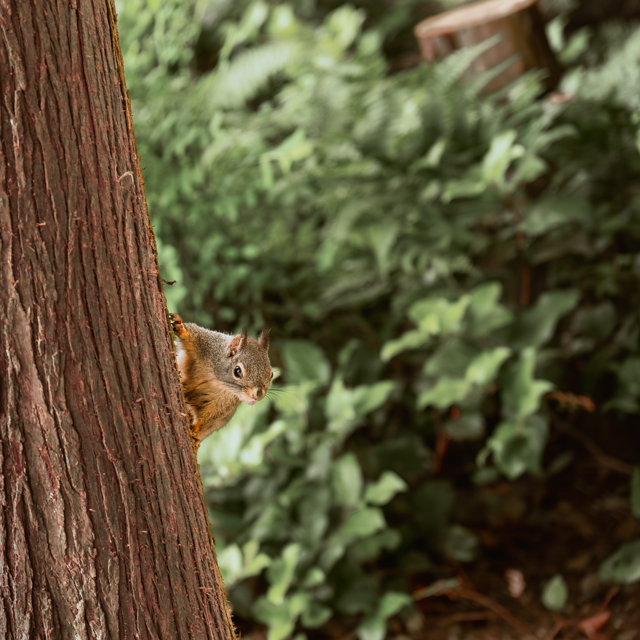 Squirrel spotted in Stanley Park in Vancouver.