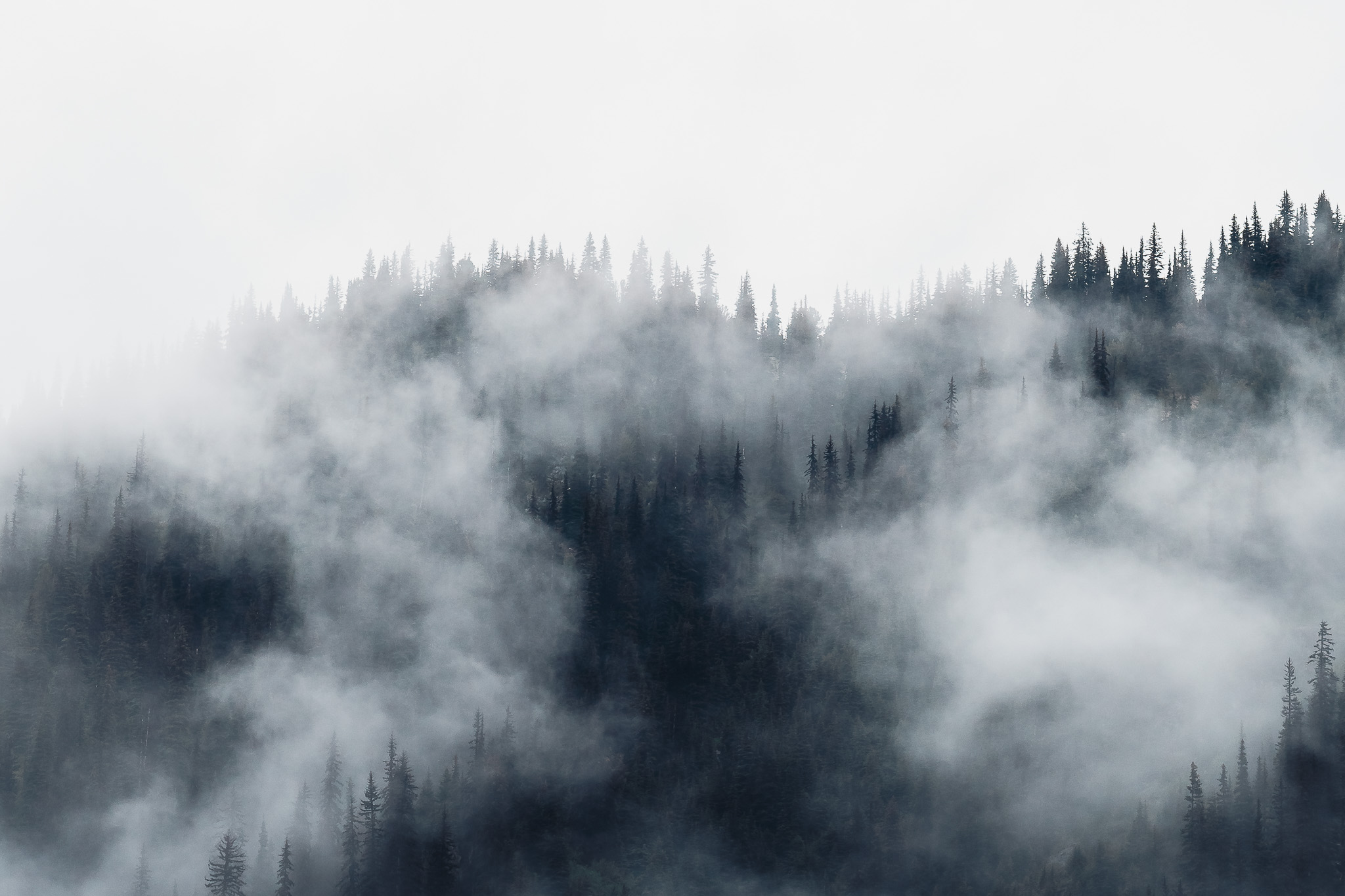 Forest with Mist on the trail at Joffre Lake in British Columbia Canada