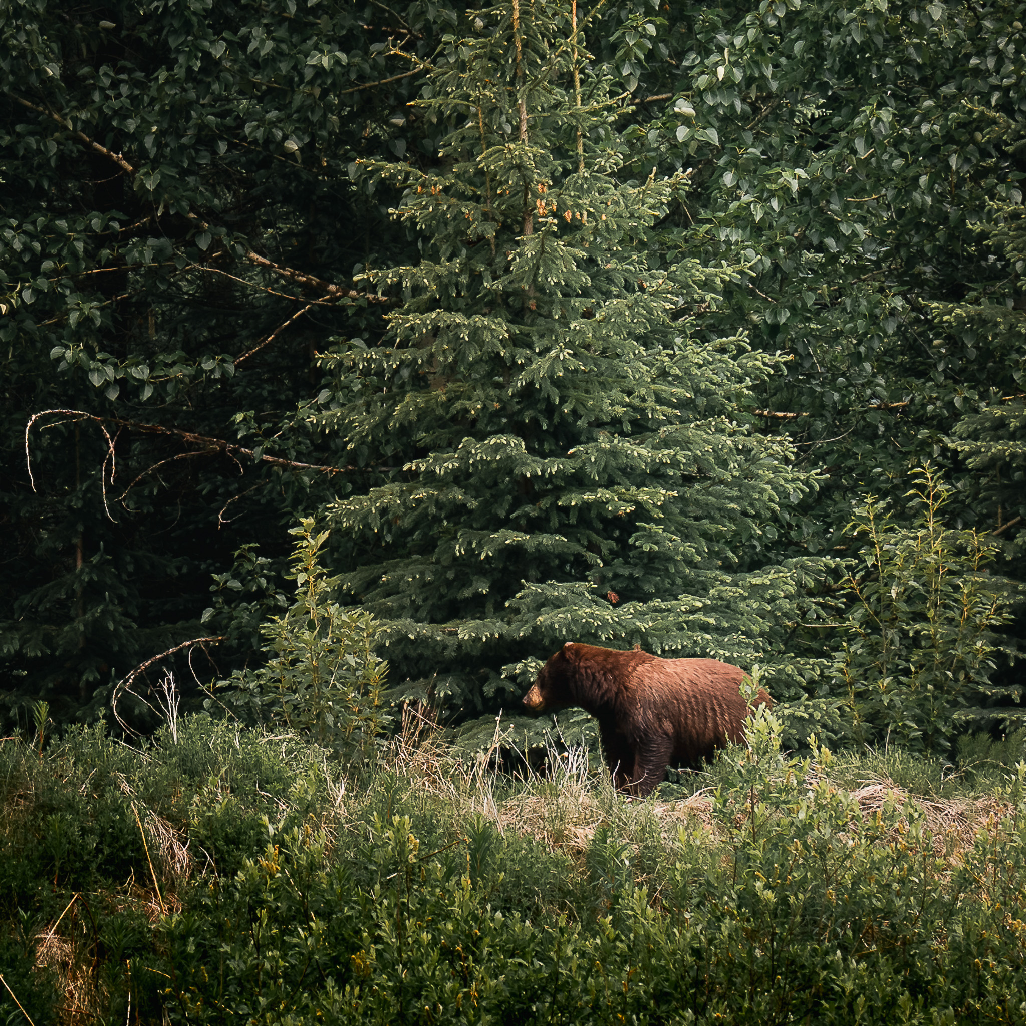 Bear spotted on the road near Joffre lake in Canada