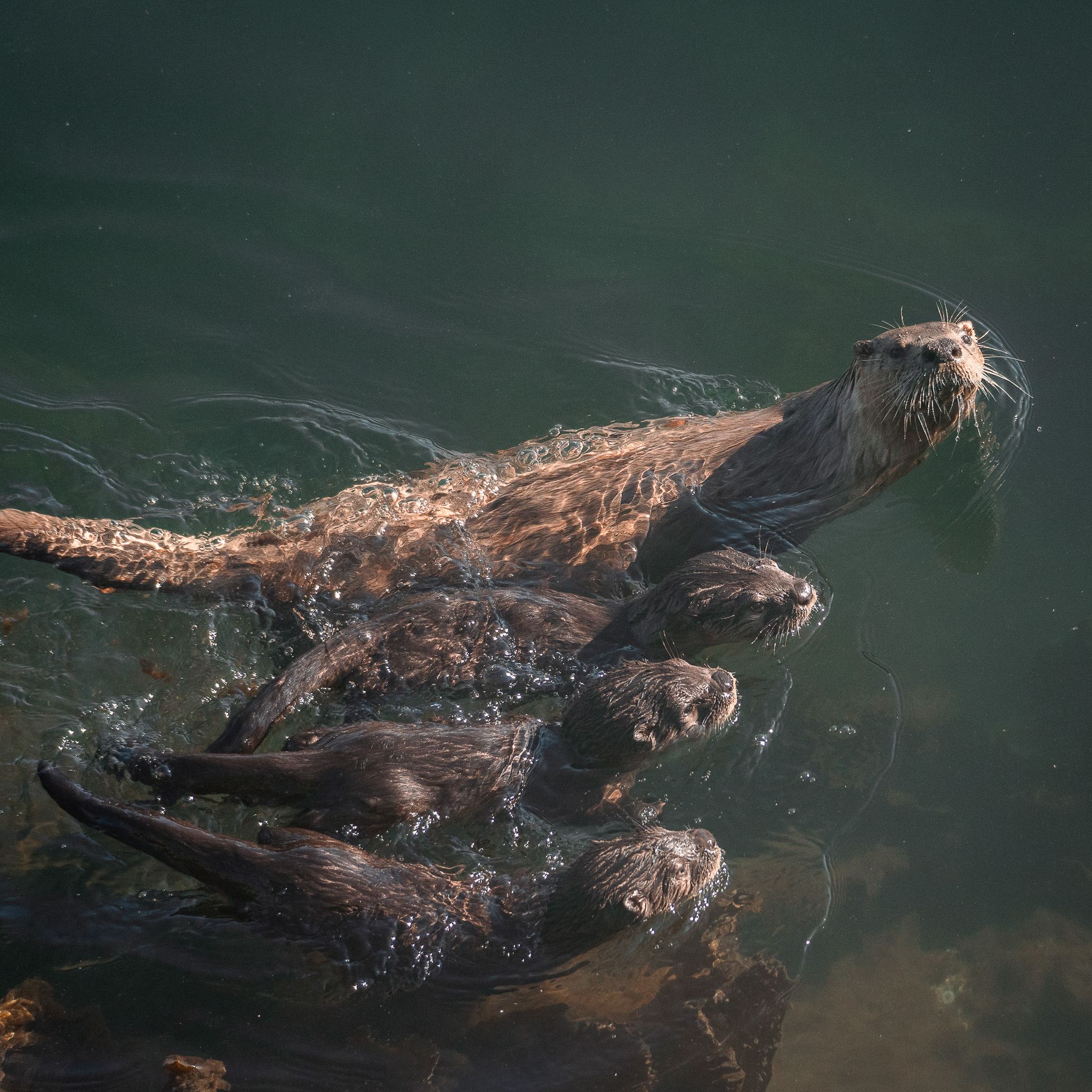 A family of sea otters spotted near Victoria in British Columbia