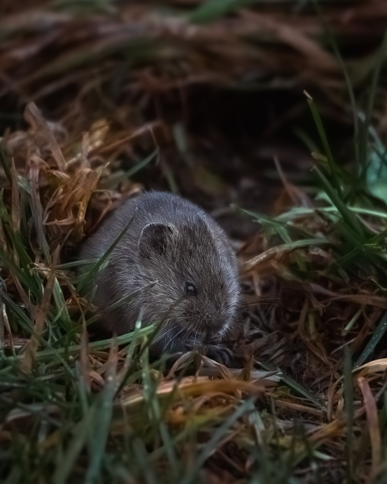 Mouse at Lake Misurina Dolomites