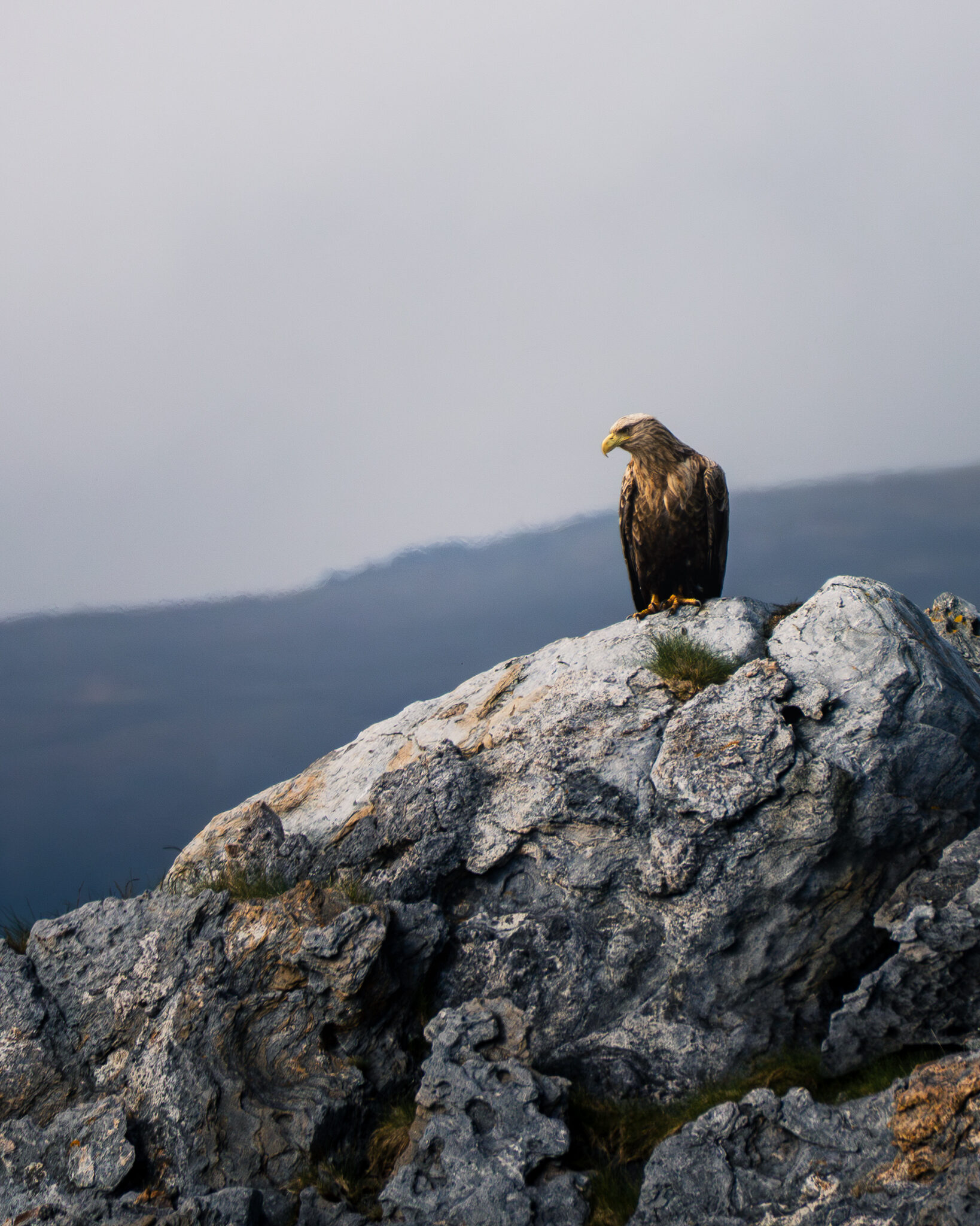 Águila pescadora vista desde el safari en Andoya, Islas Lofoten