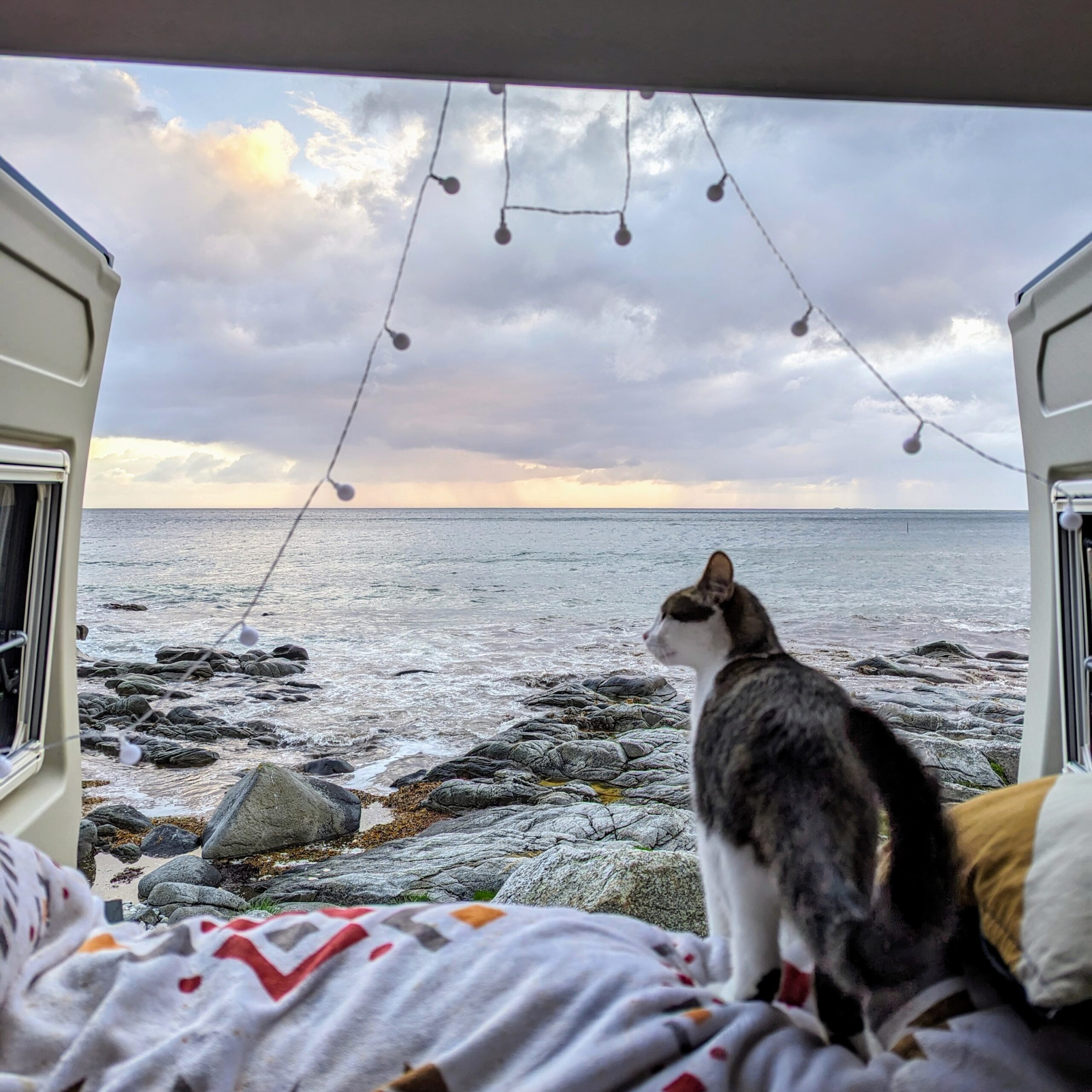 Gato en camper, en un viaje en camper: islas Lofoten y Noruega