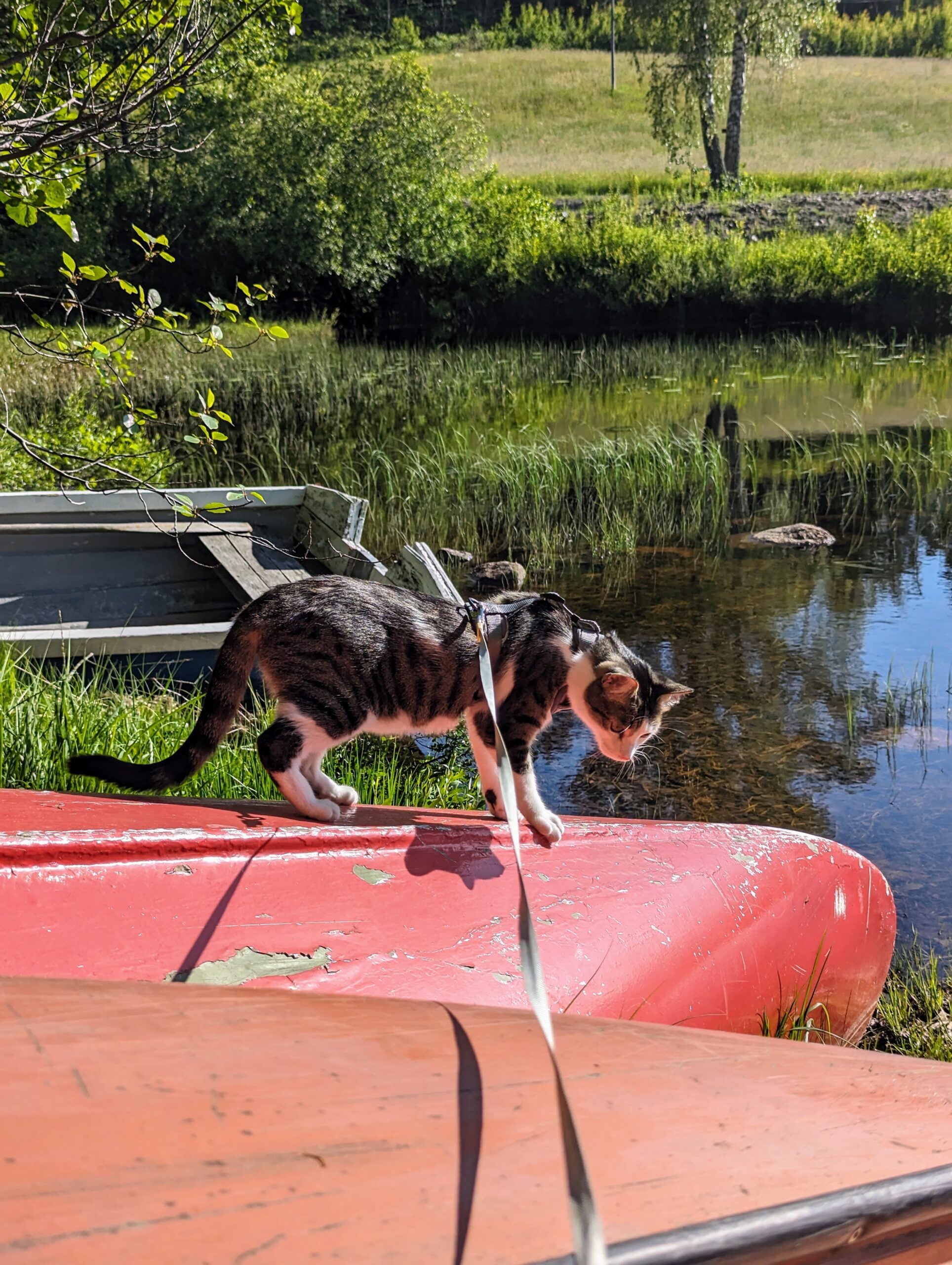 Gato sobre una canoa en Noruega
