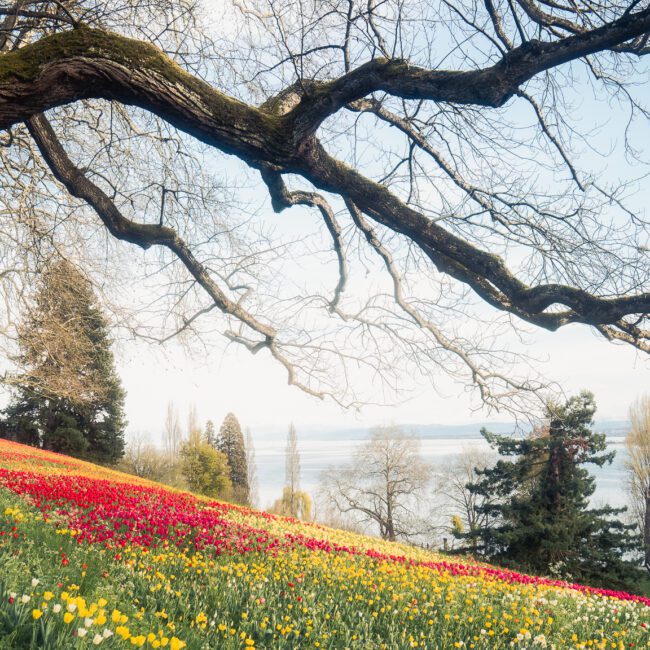 Campo de tulipanes en la Isla de Mainau, Constanza