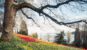 Campo de tulipanes en la Isla de Mainau, Constanza