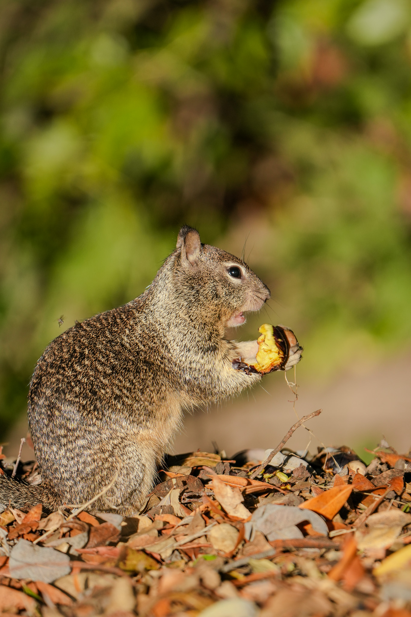 Ardilla comiendo una castaña