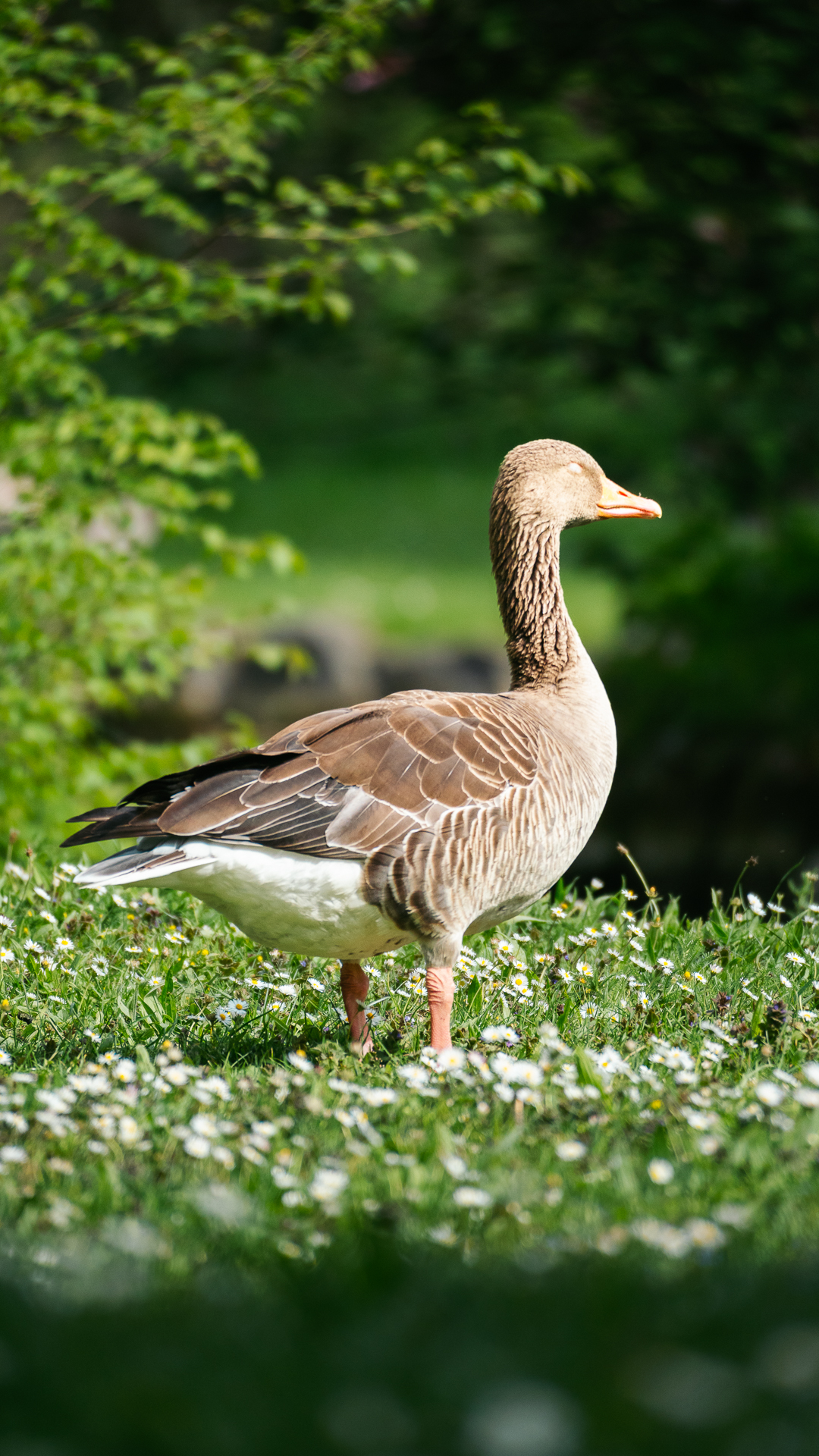 Foto de Oca en Olympiapark de Munich