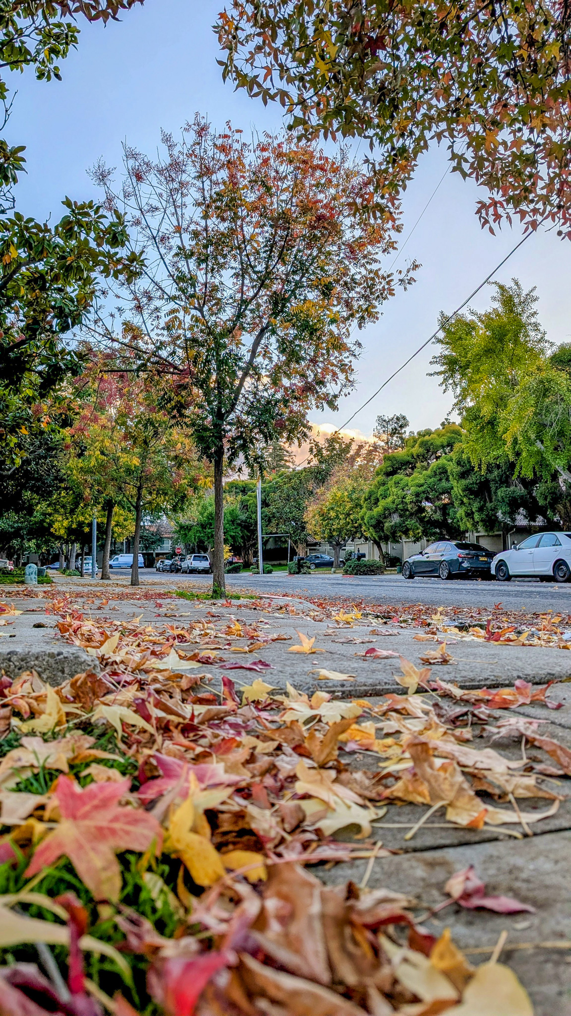 Otoño en California
