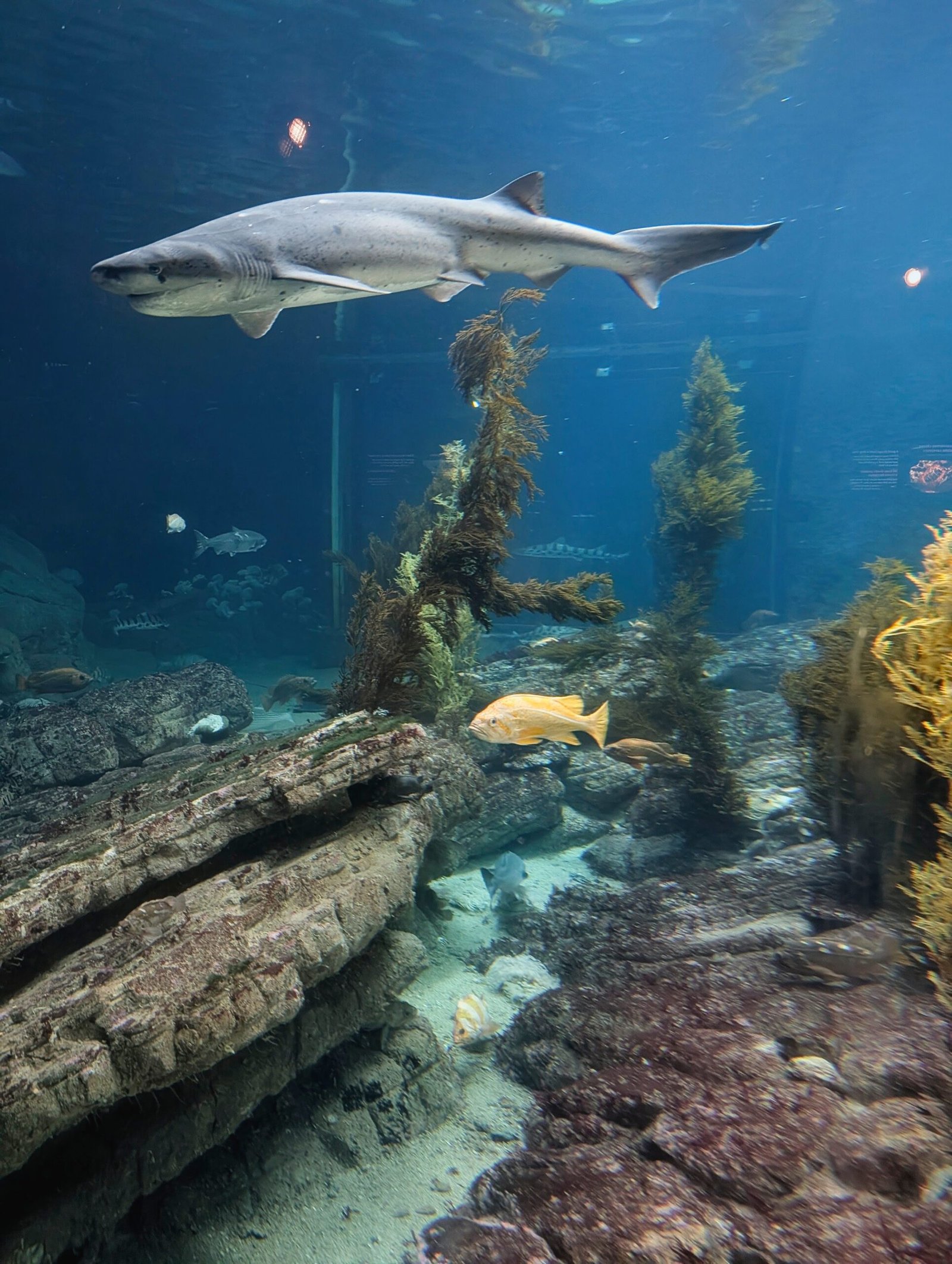 Inside Monterey Bay Aquarium in Monterey California