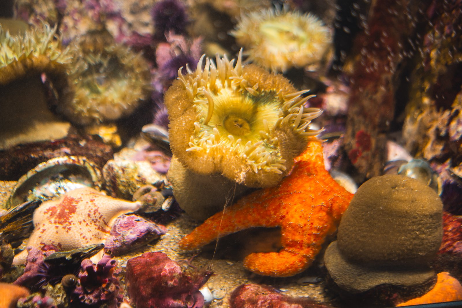 Rocky tide pool habitat at Monterey Bay Aquarium