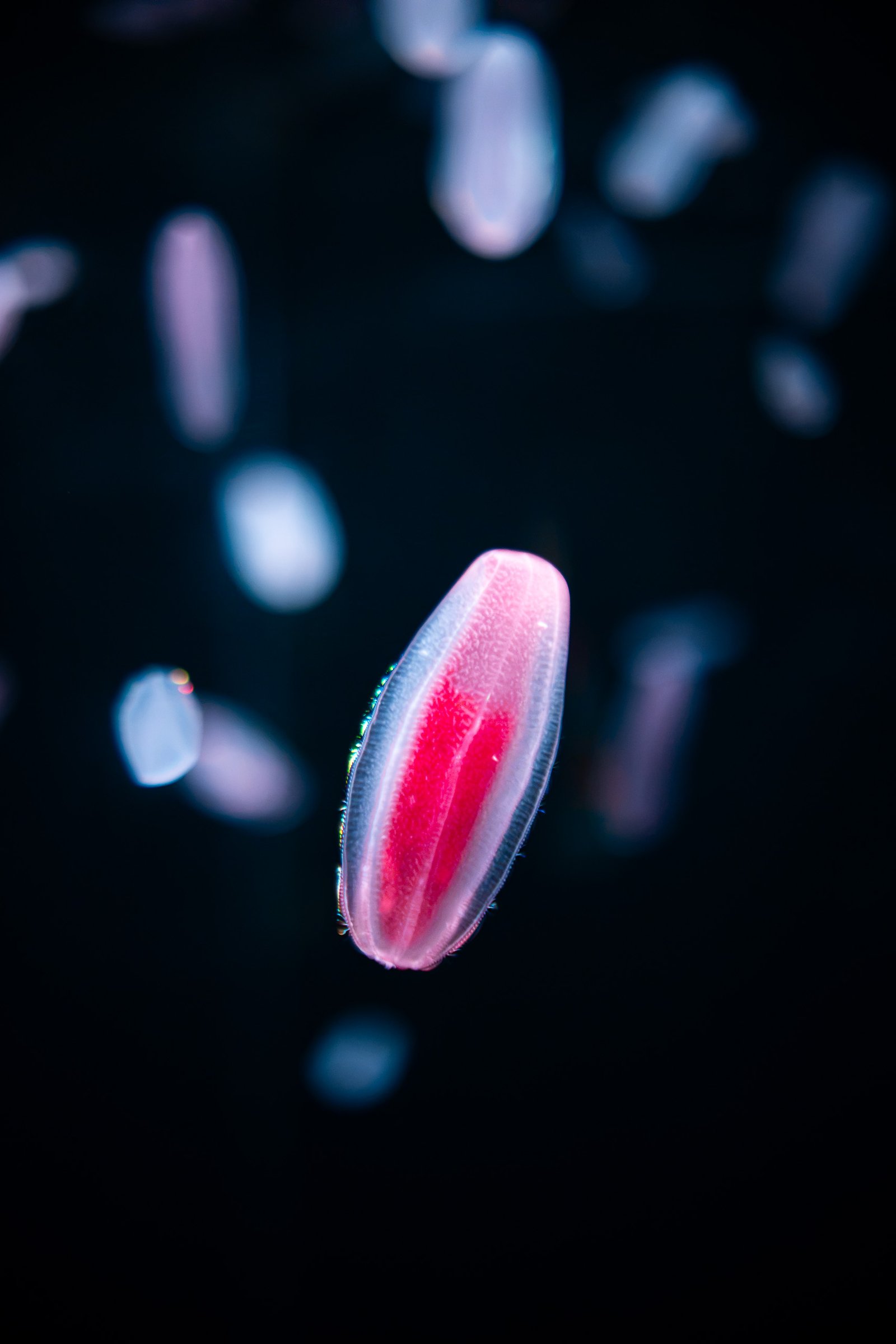 Comb jelly in the Into the Deep exhibit at Monterey Bay Aquarium