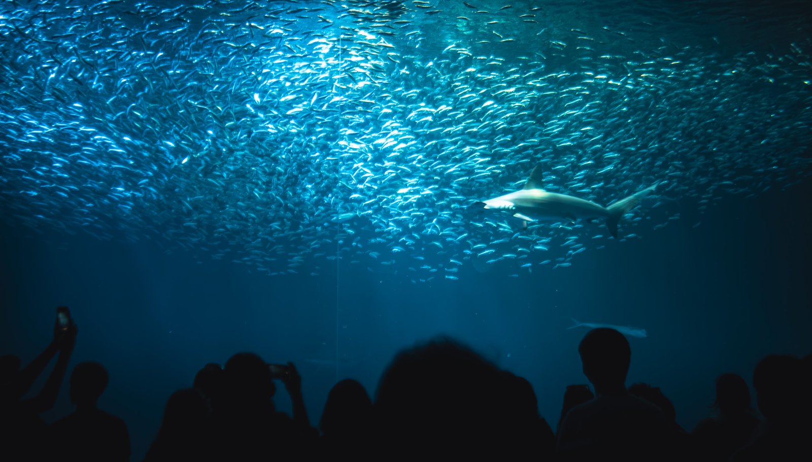 Open Sea and deep ocean exhibits at Monterey Bay Aquarium