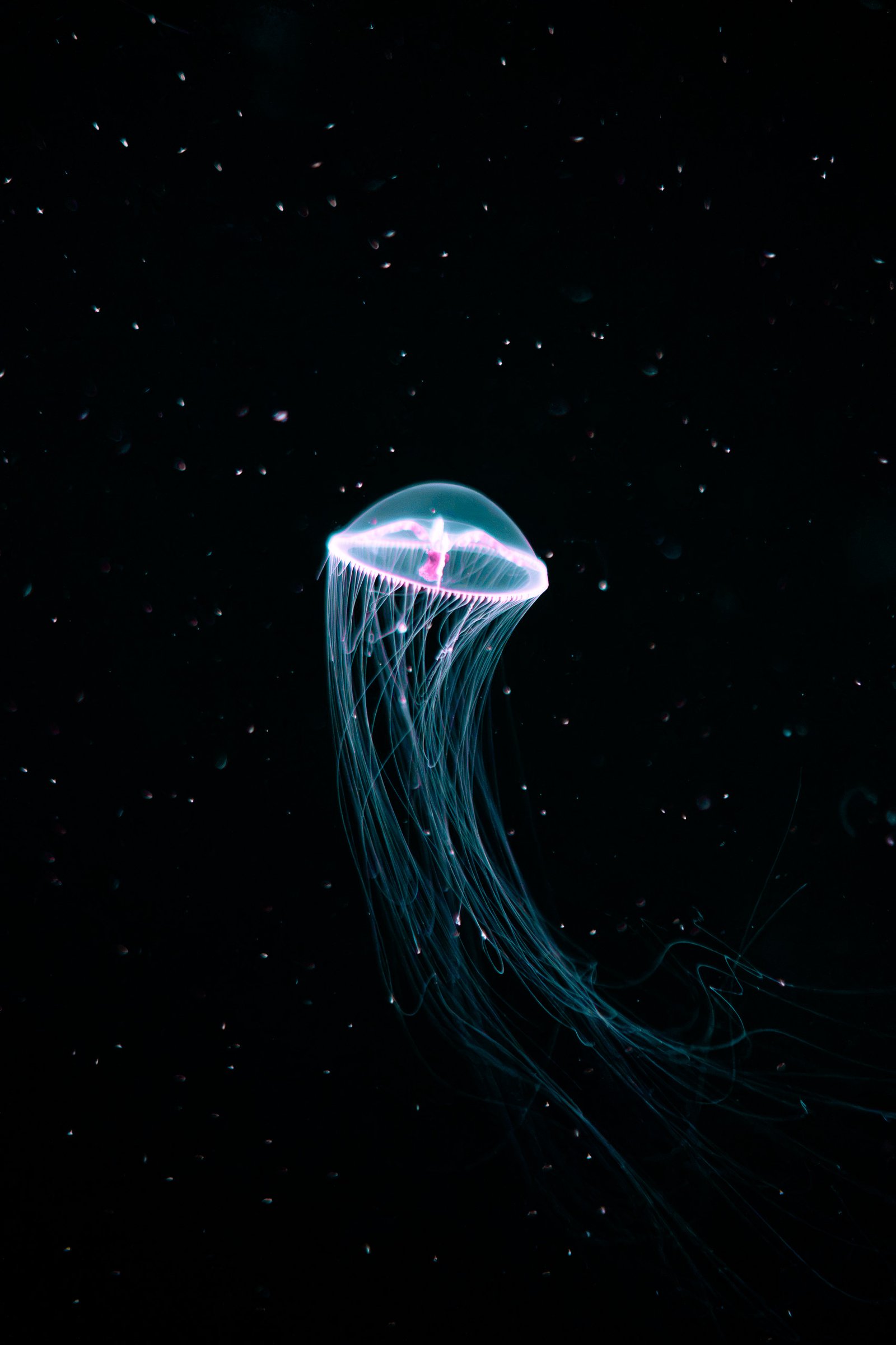 Deep sea jelly in the Into the Deep exhibit at Monterey Bay Aquarium