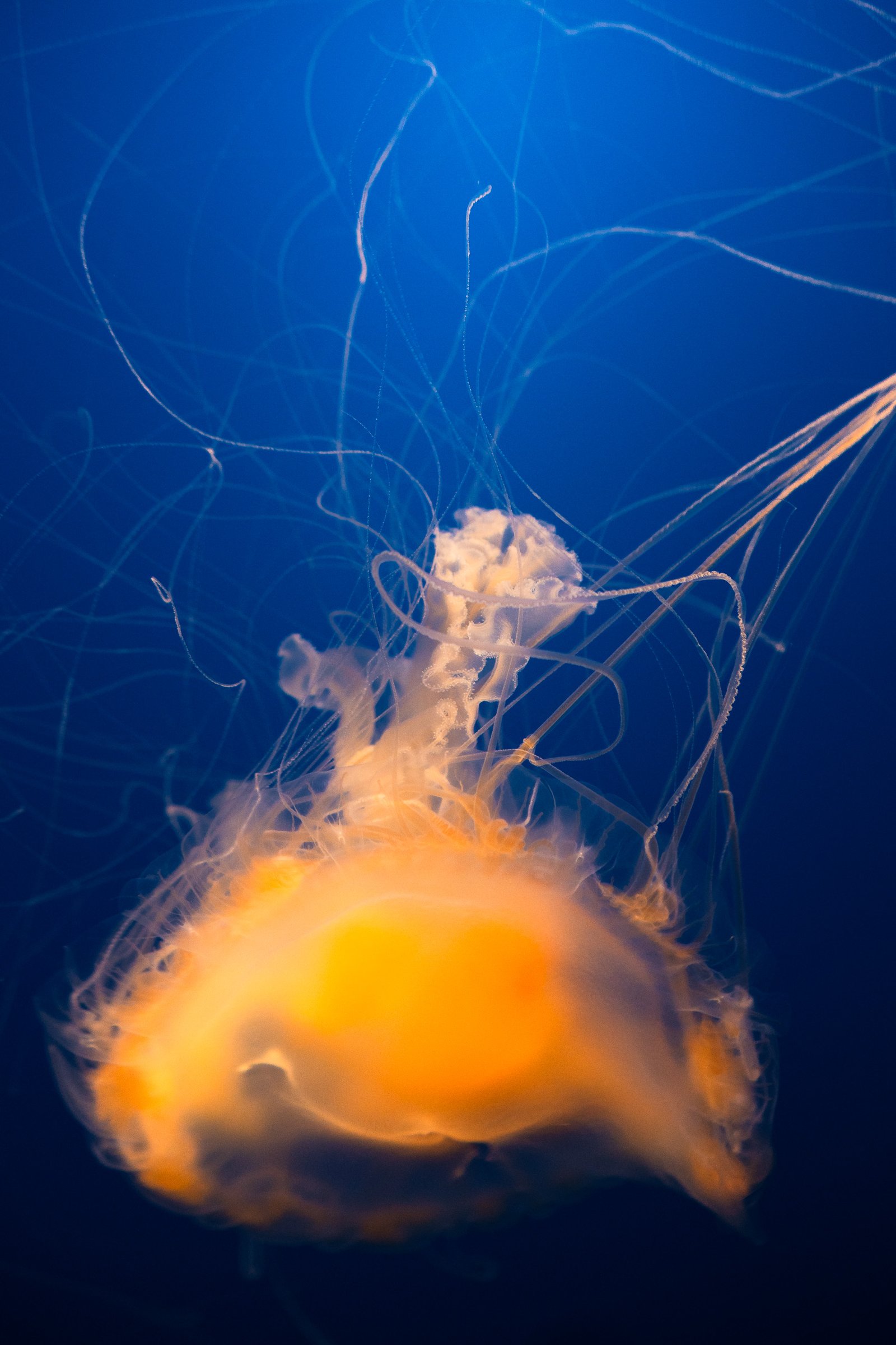 Fried egg jelly at Monterey Bay Aquarium