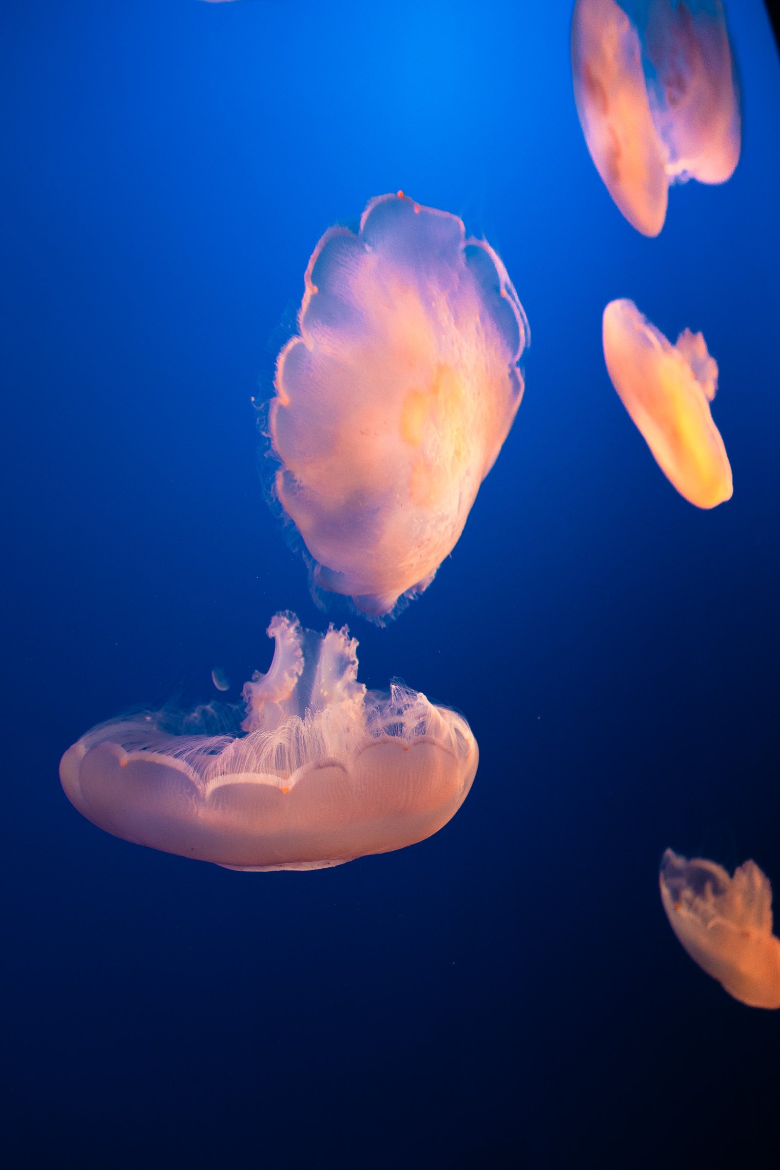 Moon jellies at Monterey Bay Aquarium