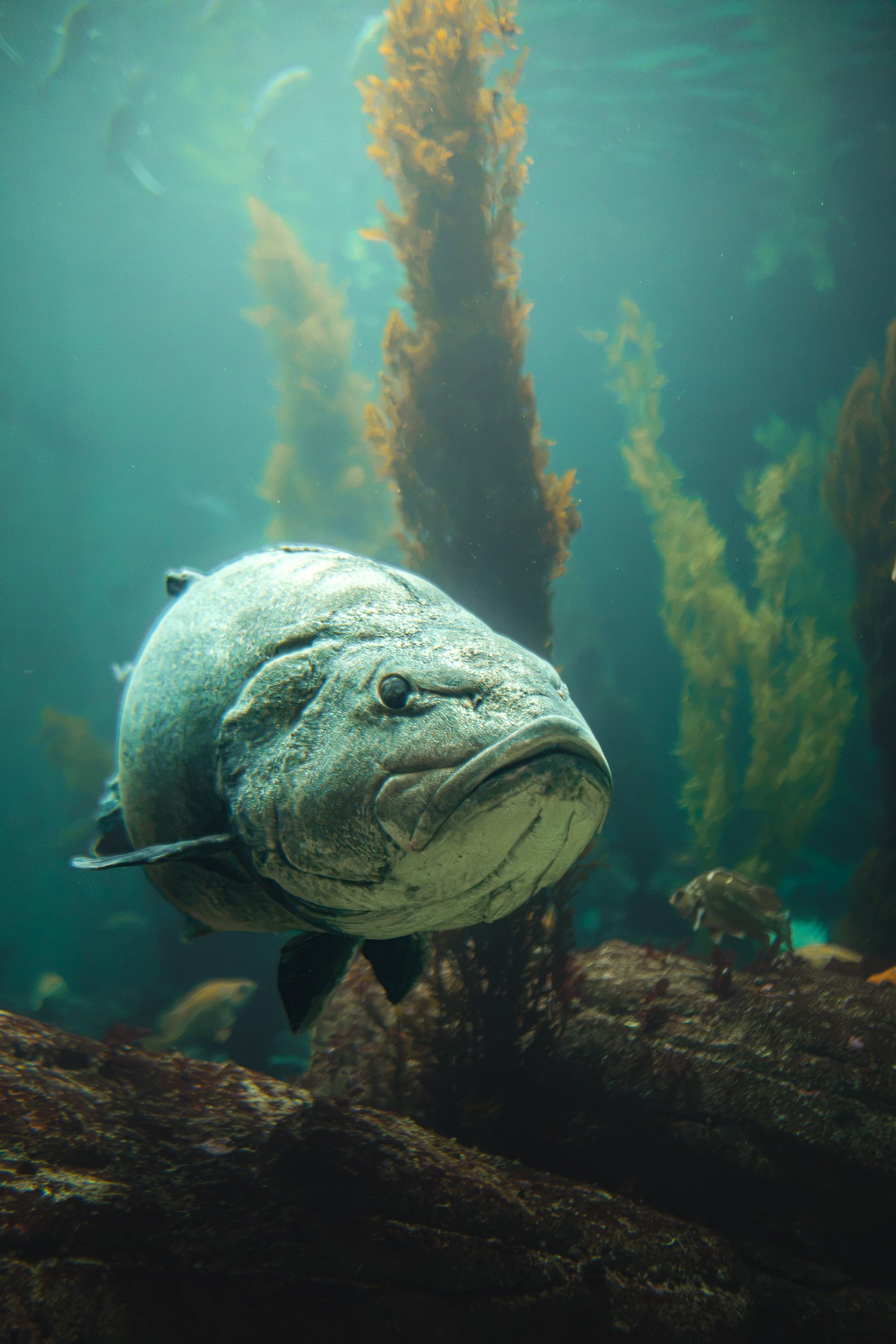 Giant Pacific sea bass at Monterey Bay Aquarium
