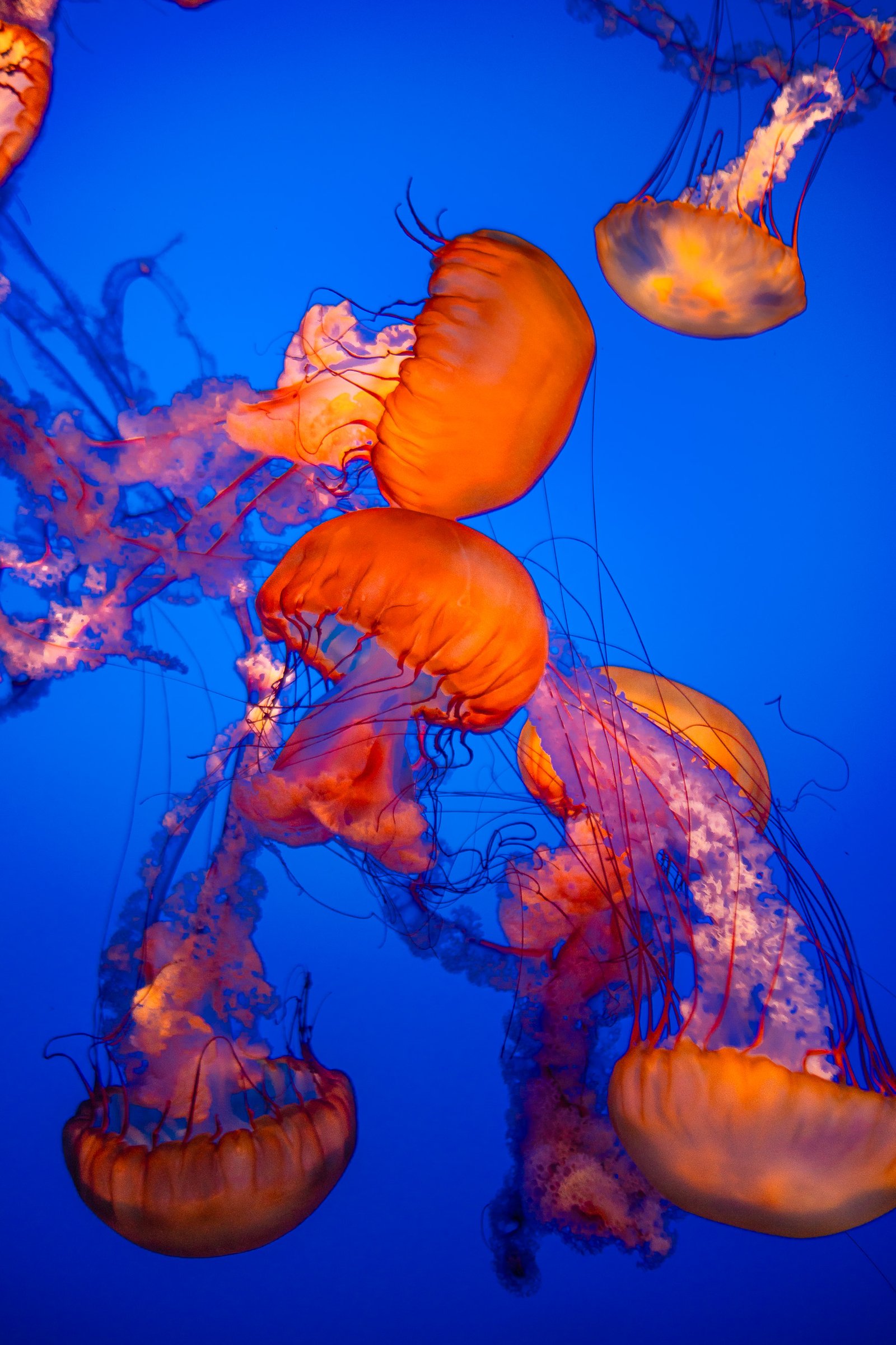 Pacific sea nettle at Monterey Bay Aquarium