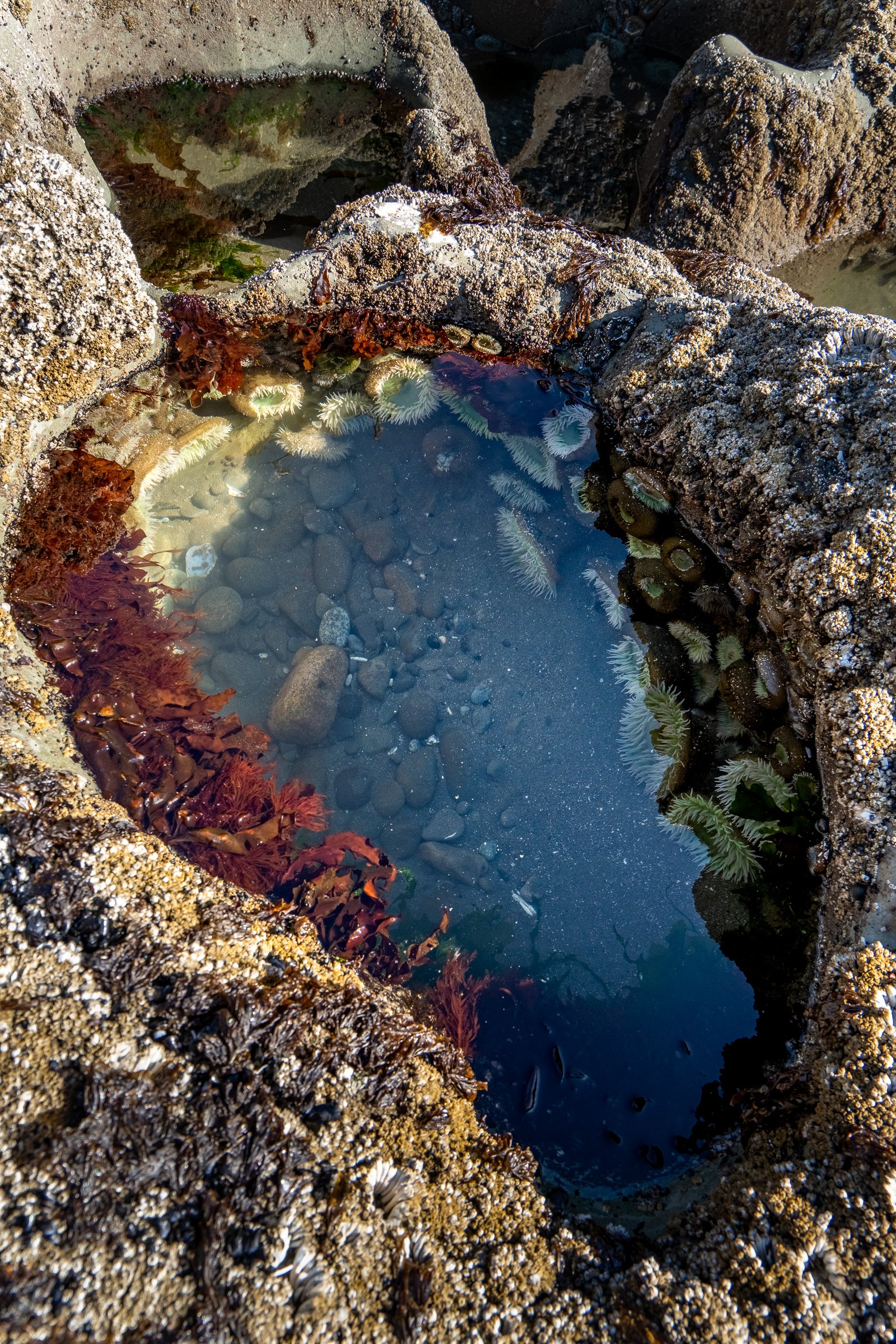 Natural tide pool on the Oregon Coast
