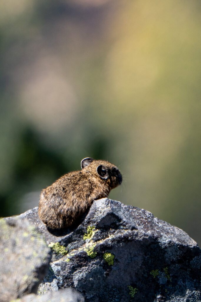 Pika entre las rocas en Crater Lake