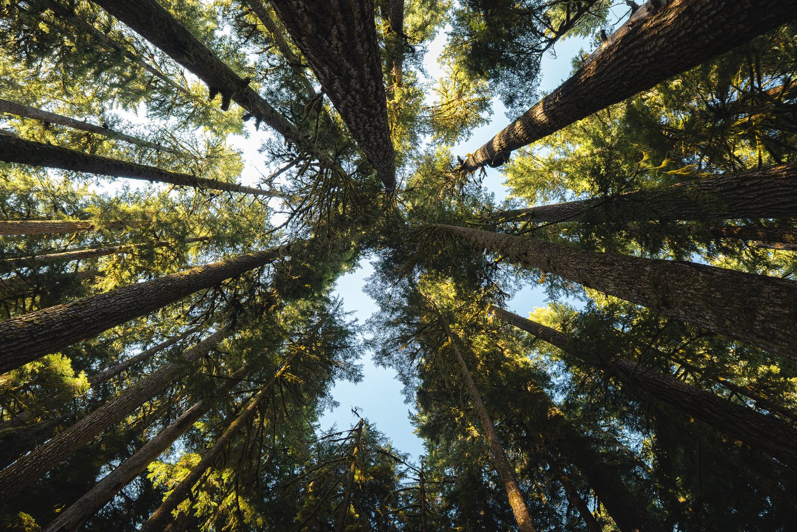Bosque de Sol Duc cubierto de musgo