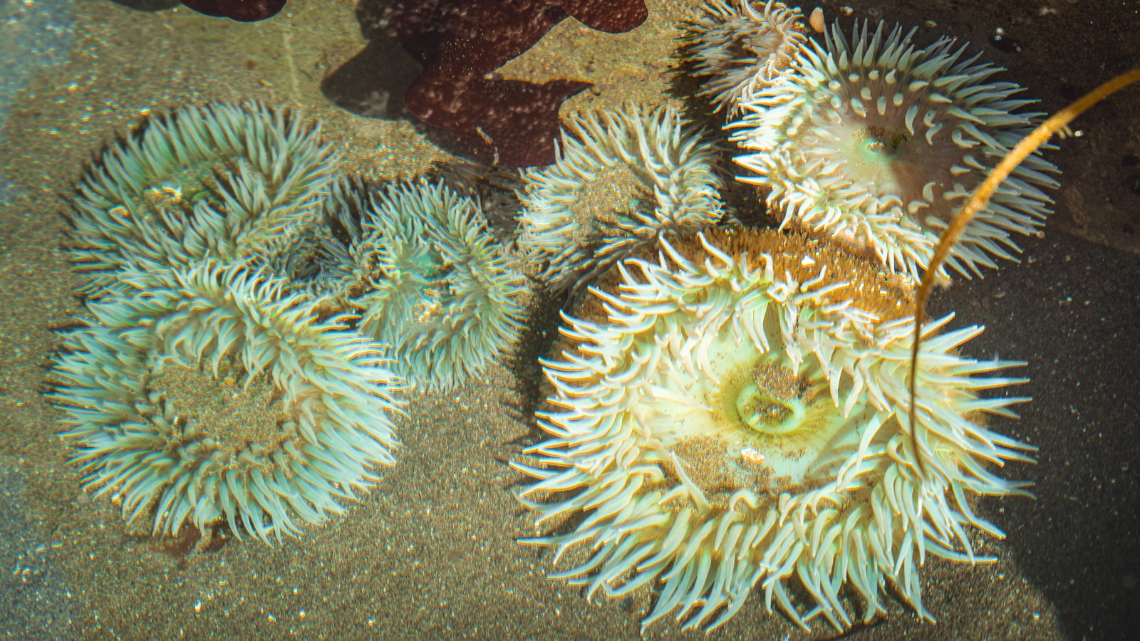 Tide pool entre las rocas de Second Beach