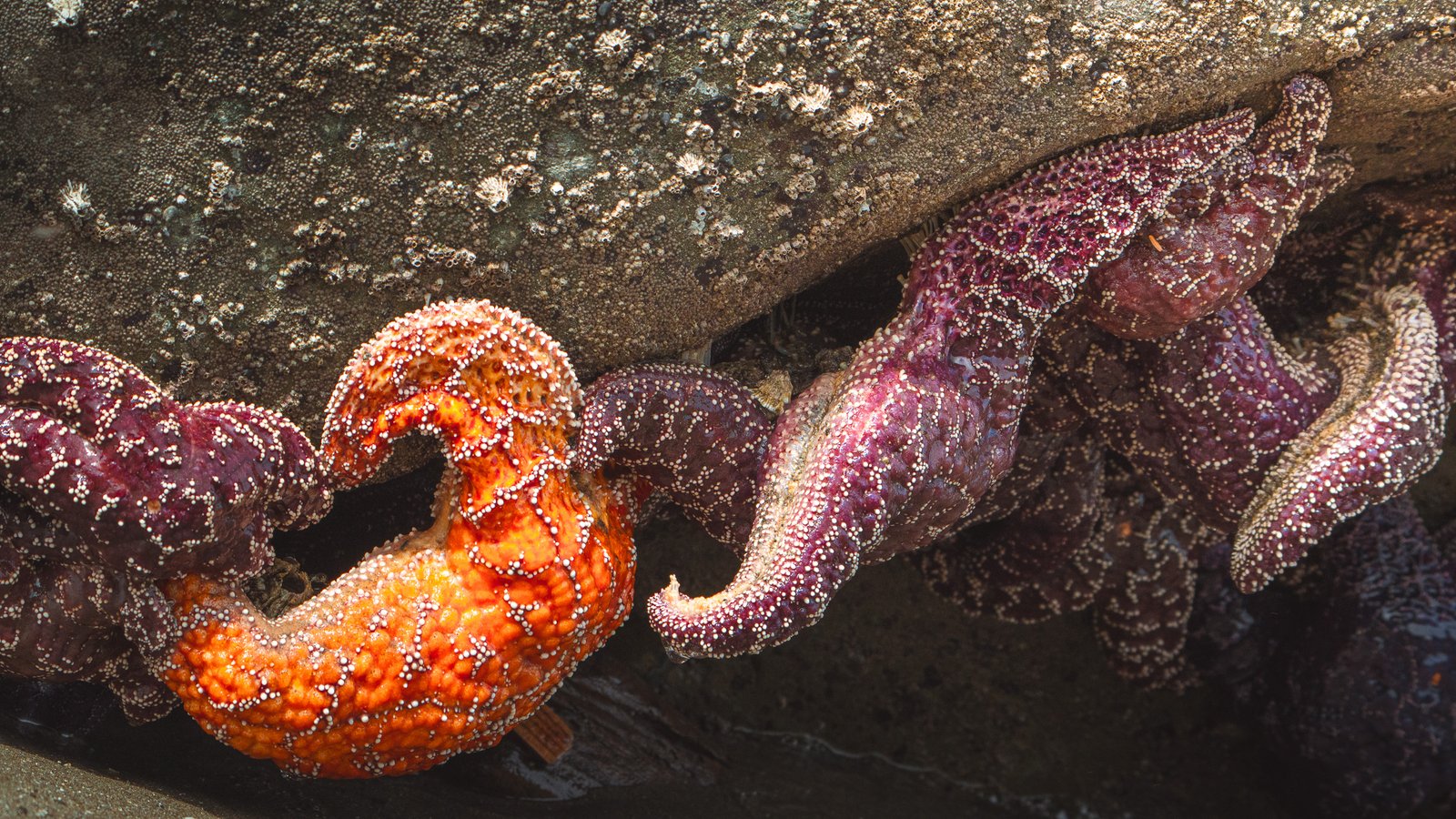 Estrellas de mar en una tide pool de Second Beach