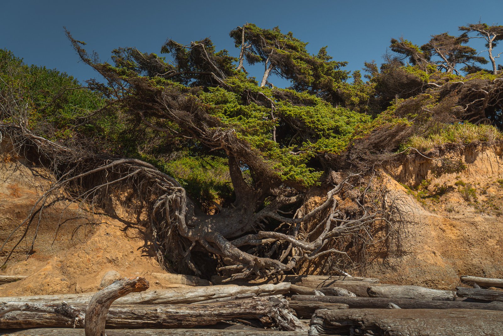 Tree of Life con sus raíces expuestas en Kalaloch Beach
