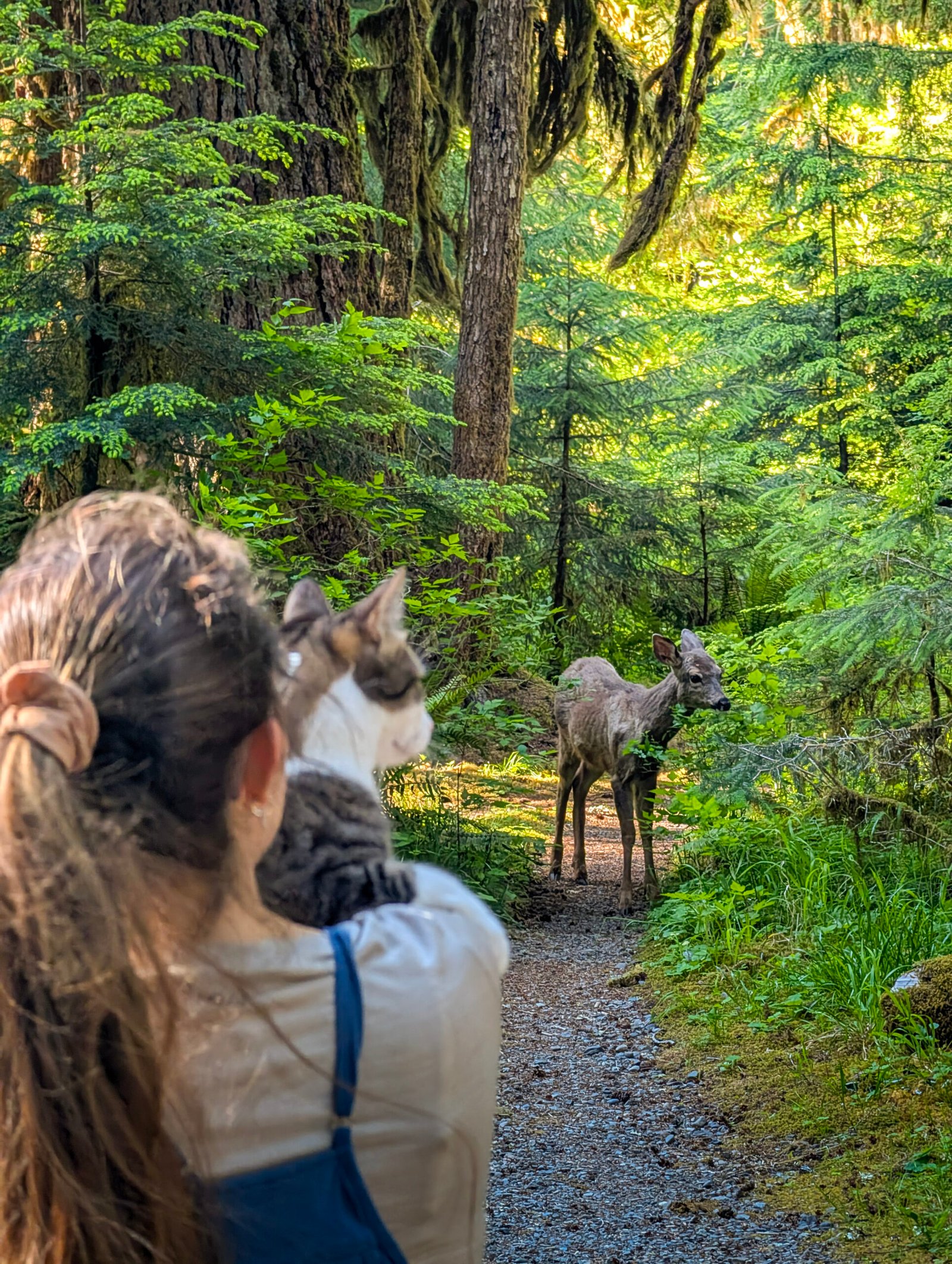 Ciervo junto a nuestra parcela en Sol Duc Campground