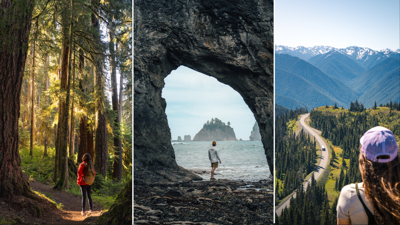 Collage de bosque, costa y montaña en Olympic National Park