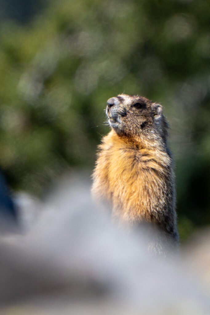 Marmota entre las rocas en Crater Lake